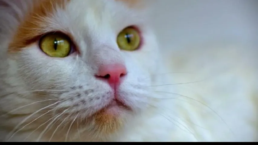 gxcat