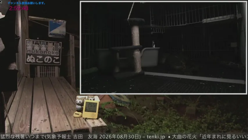nukonoko kick stream.
