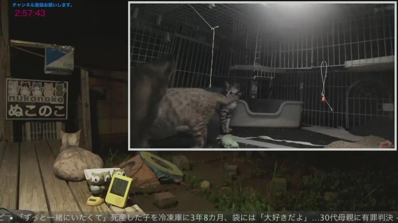nukonoko live