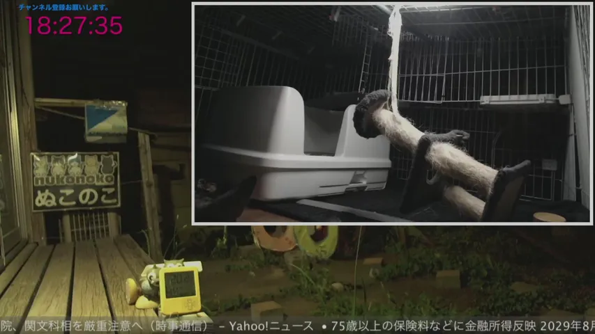 nukonoko kick stream.