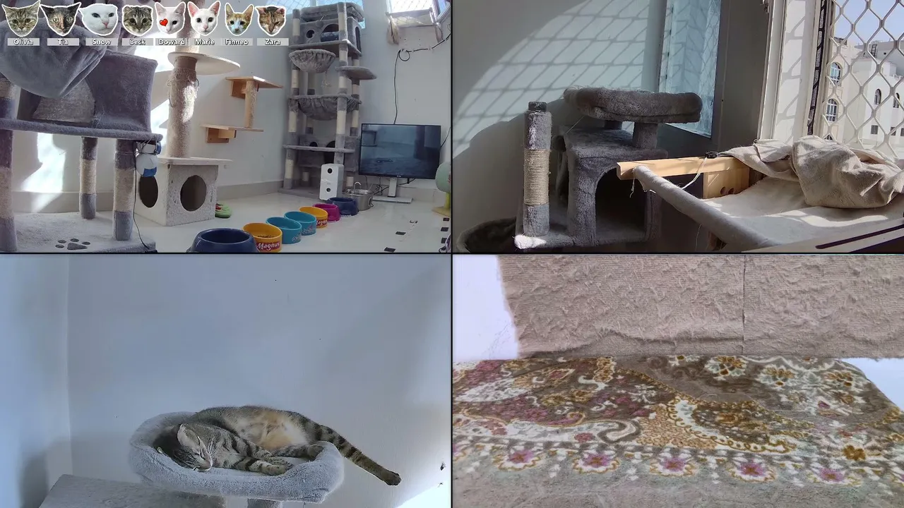CityCatTV