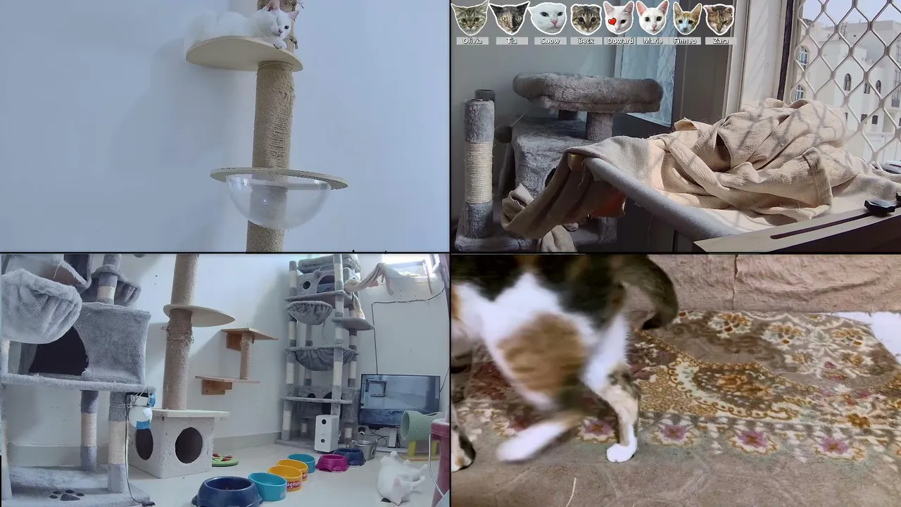 CityCatTV