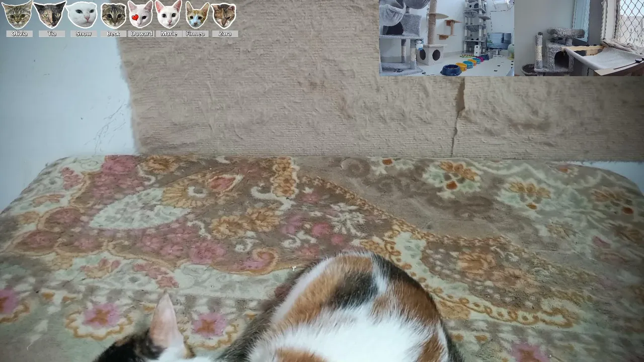 CityCatTV