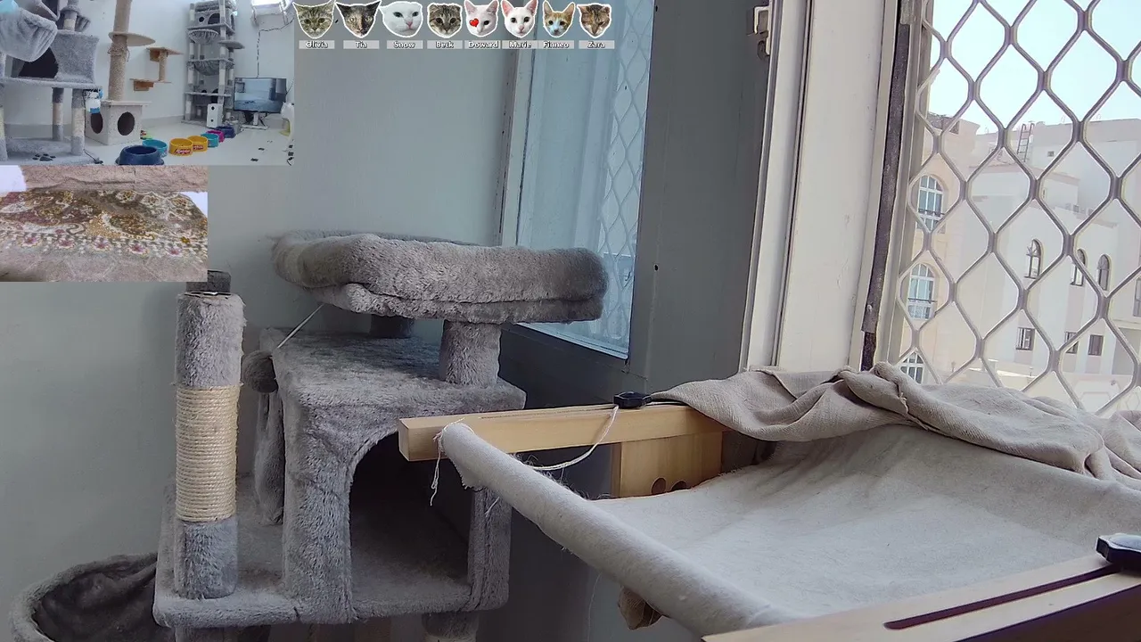 CityCatTV live