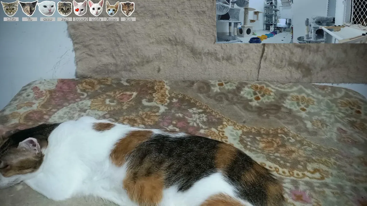 CityCatTV