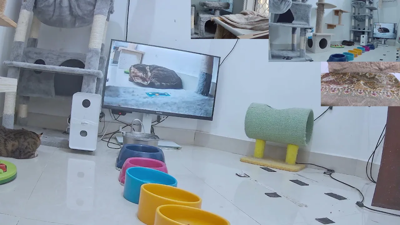 CityCatTV