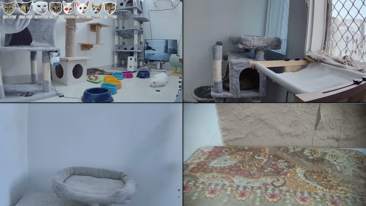 CityCatTV