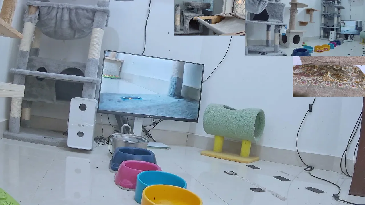 CityCatTV