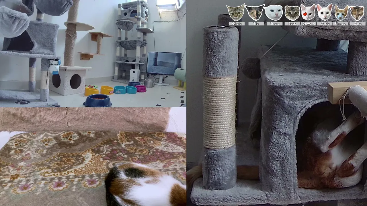CityCatTV