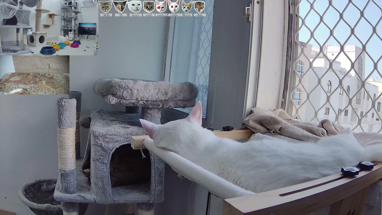 CityCatTV