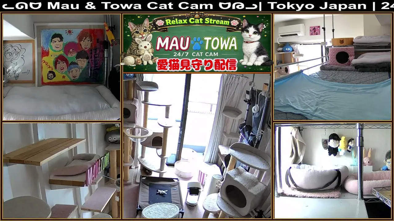Sync_Mau_Towa
