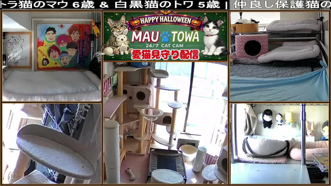 Sync_Mau_Towa