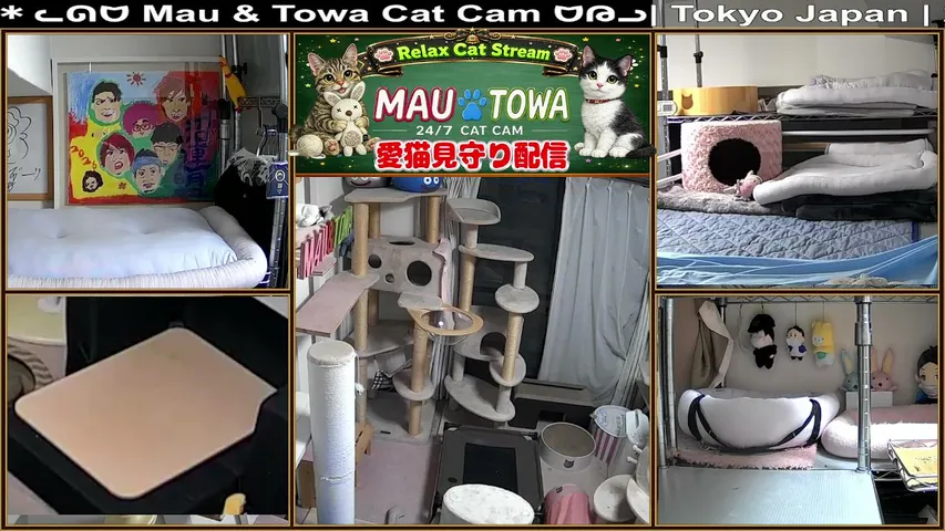 sync-mau-towa