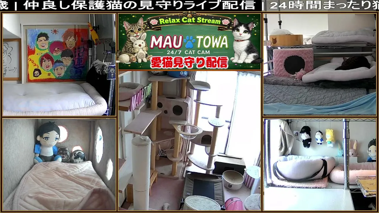 Sync_Mau_Towa