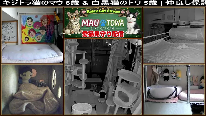 24/7 Cat Cam-Mau & Towa Relaxing Pet Camera.