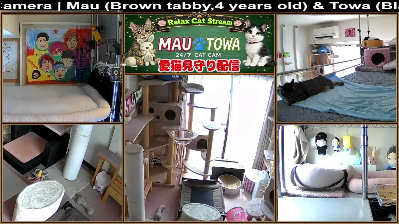 Sync_Mau_Towa