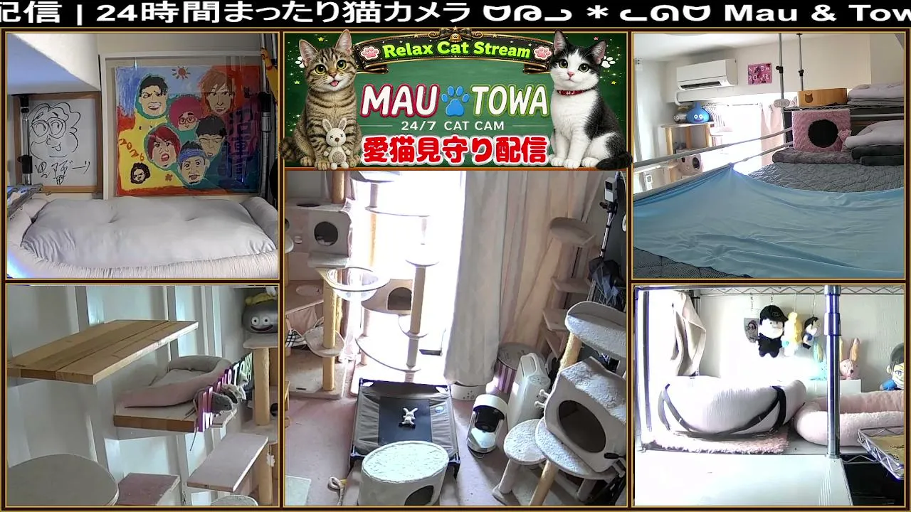 Sync_Mau_Towa