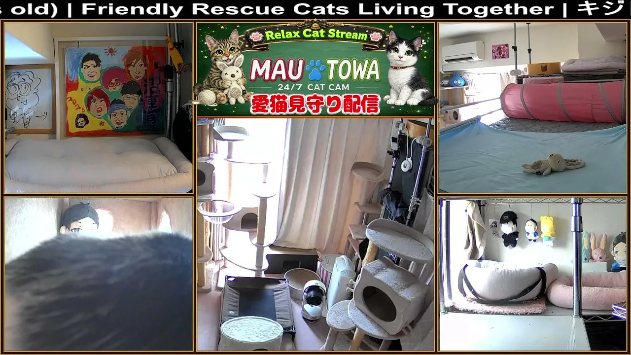 Sync_Mau_Towa