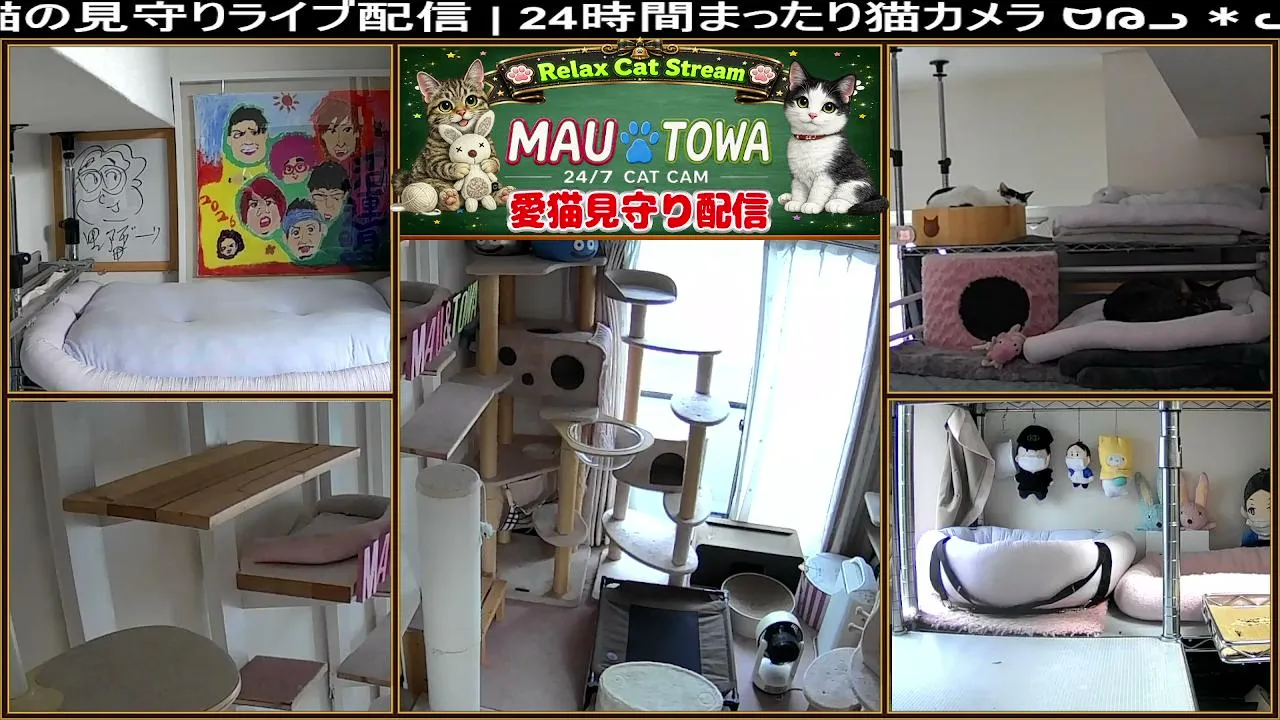Sync_Mau_Towa