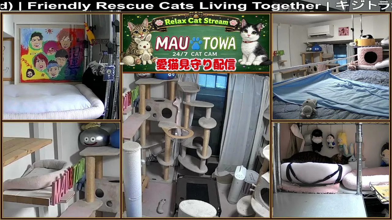 Sync_Mau_Towa