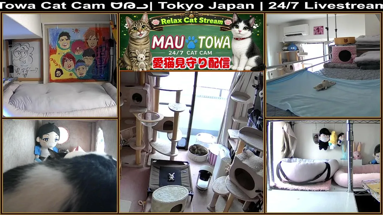Sync_Mau_Towa