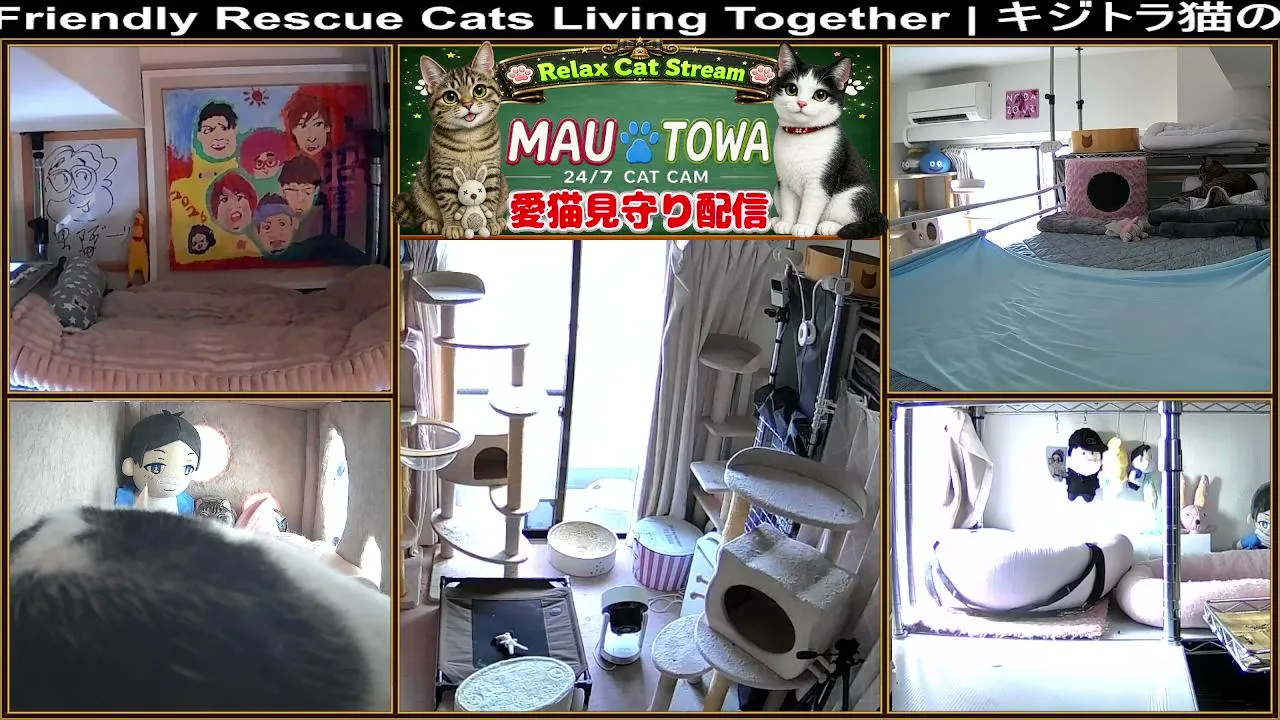 Sync_Mau_Towa