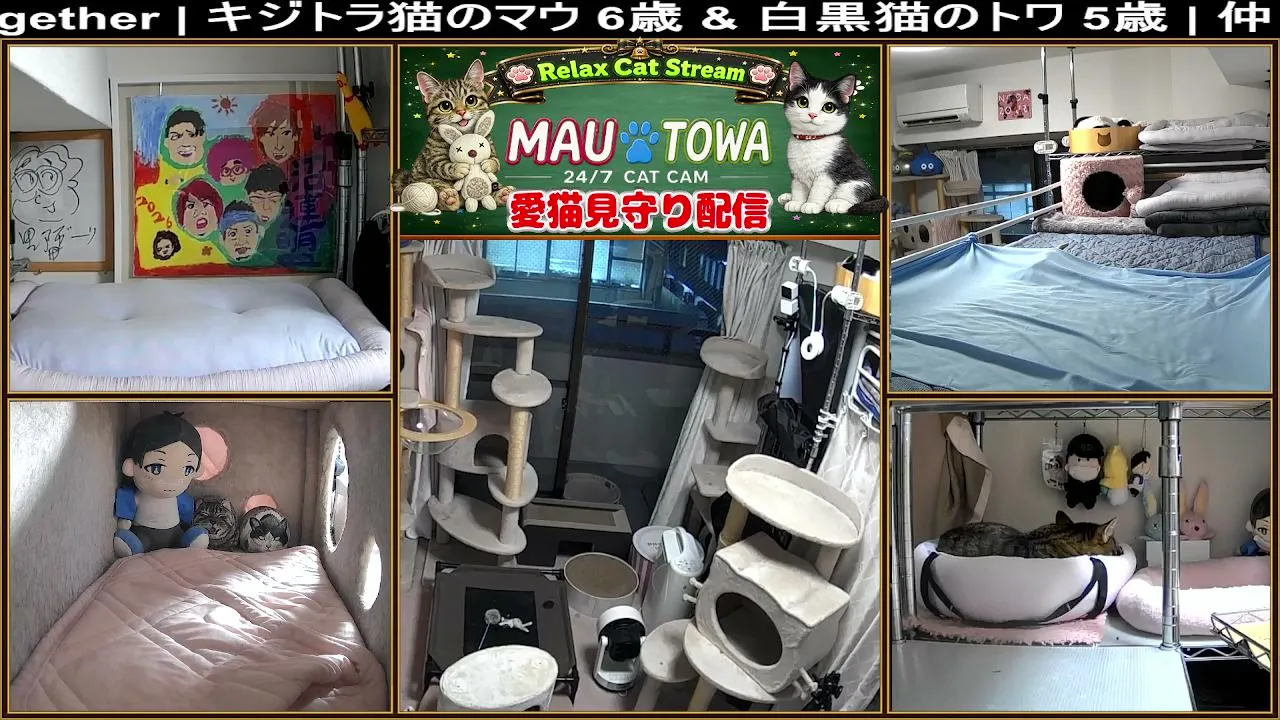 Sync_Mau_Towa