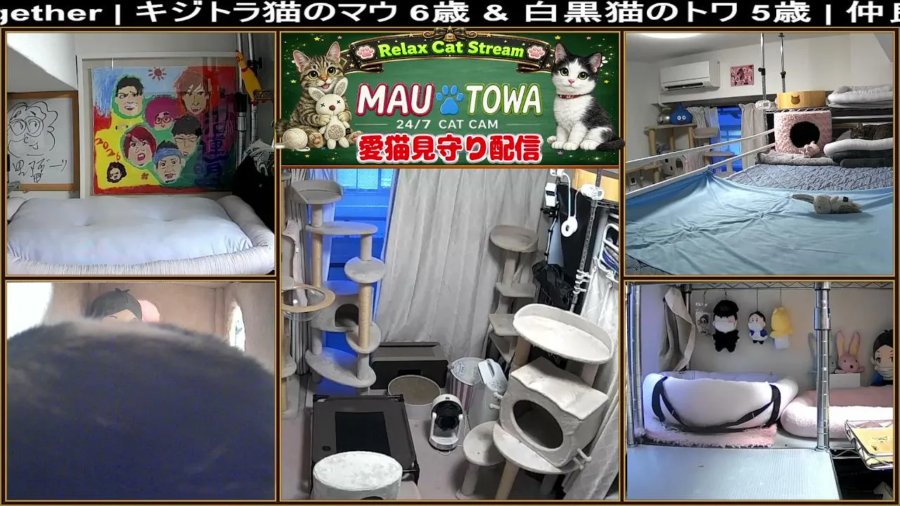 Sync_Mau_Towa