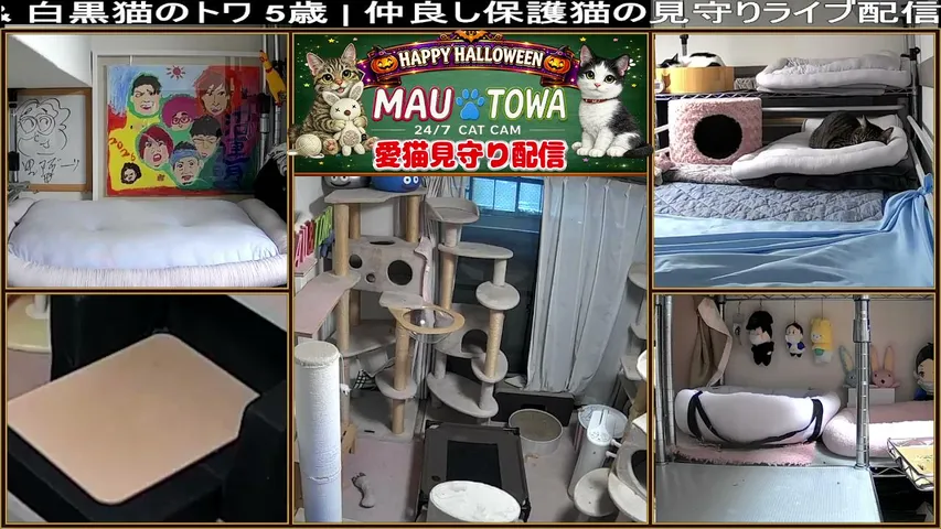 24/7 Cat Cam-Mau & Towa Relaxing Pet Camera.