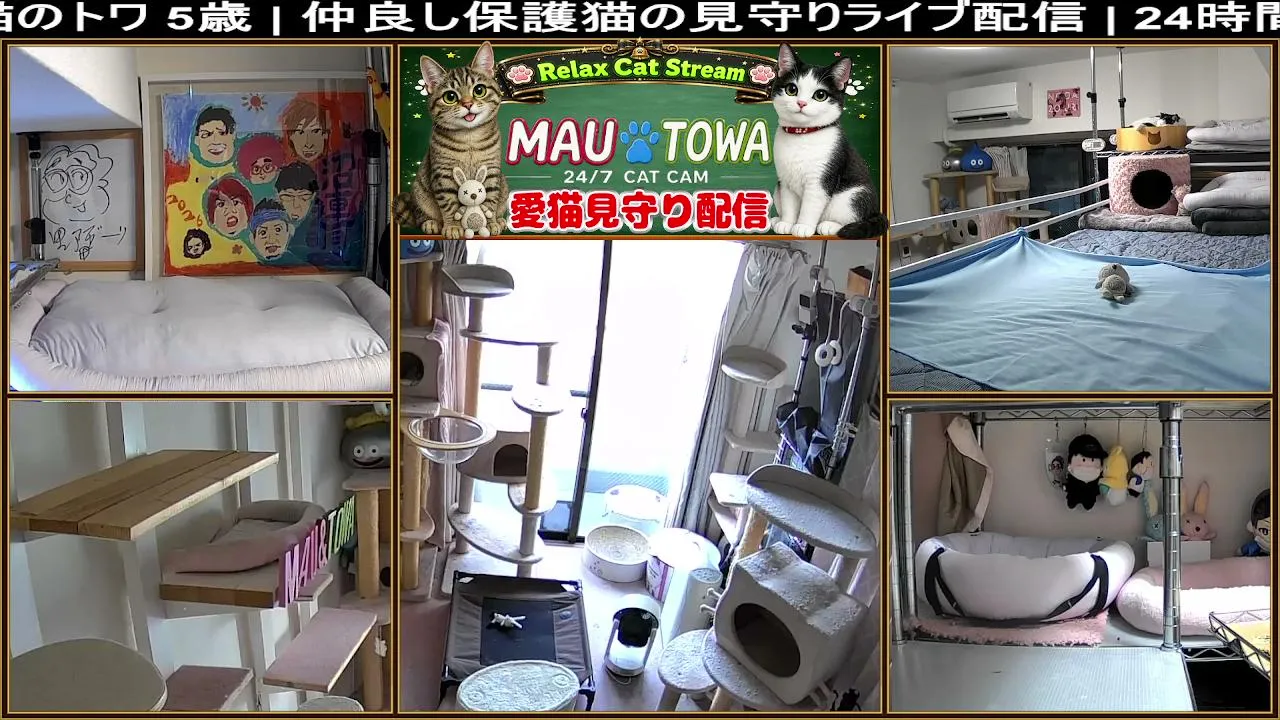 Sync_Mau_Towa