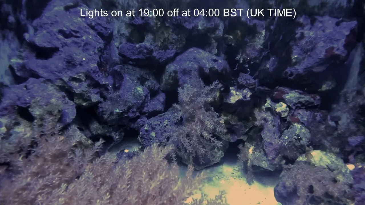 aquarium_live247