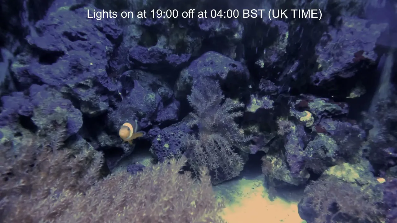 aquarium_live247