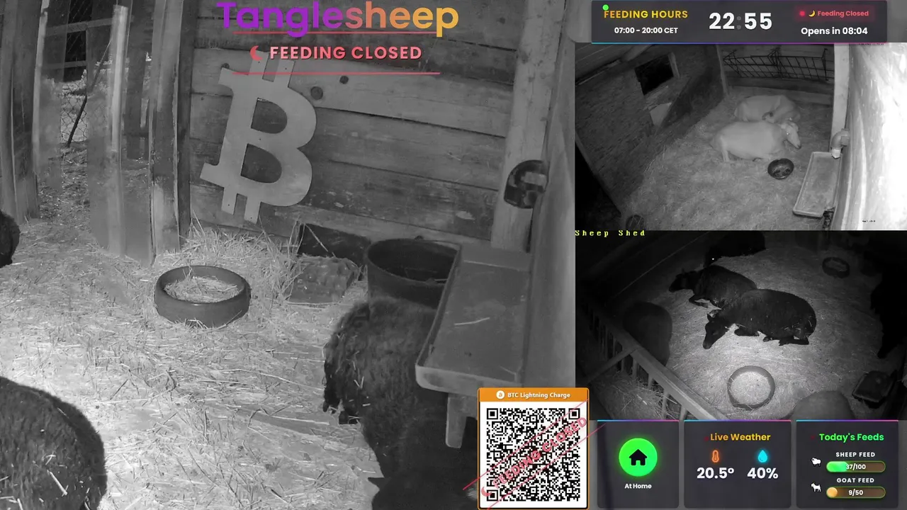 Tanglesheep live