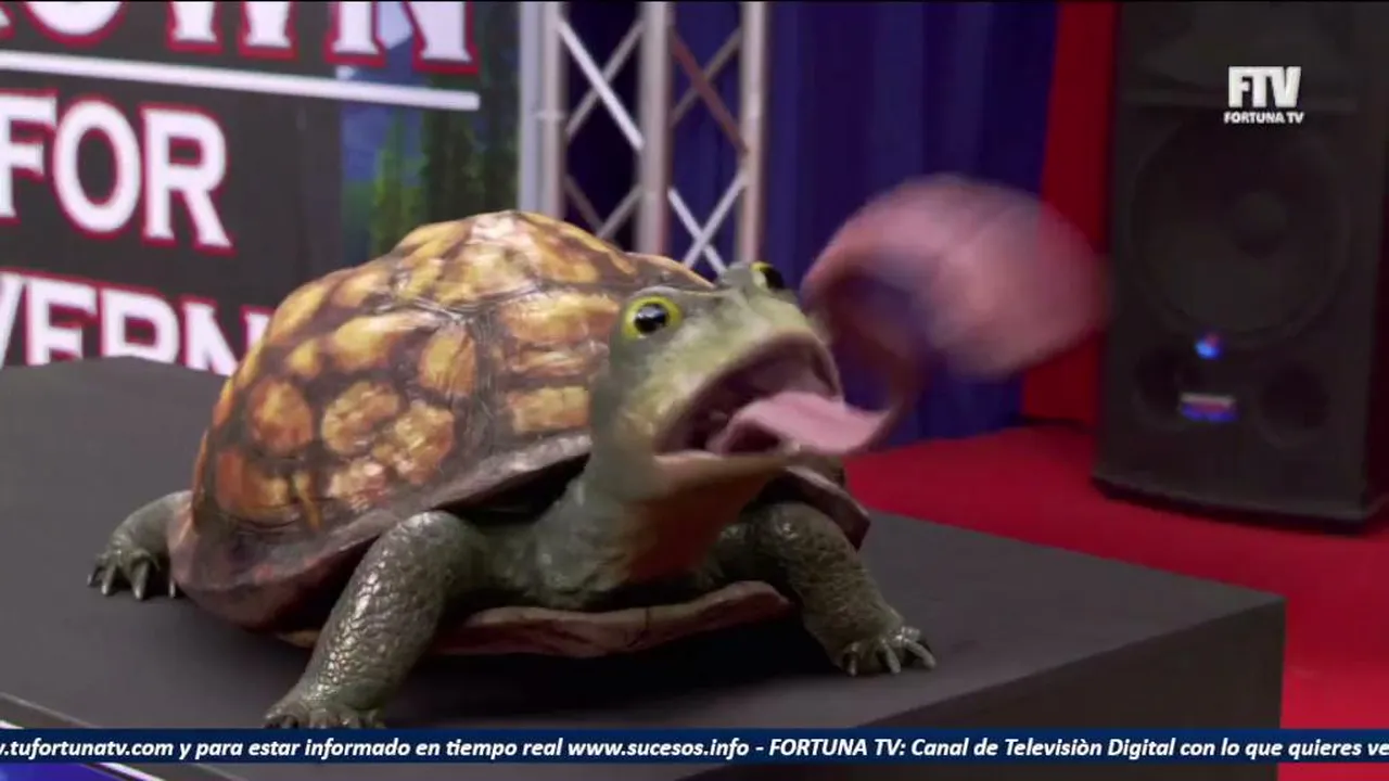 fortunatve1 live