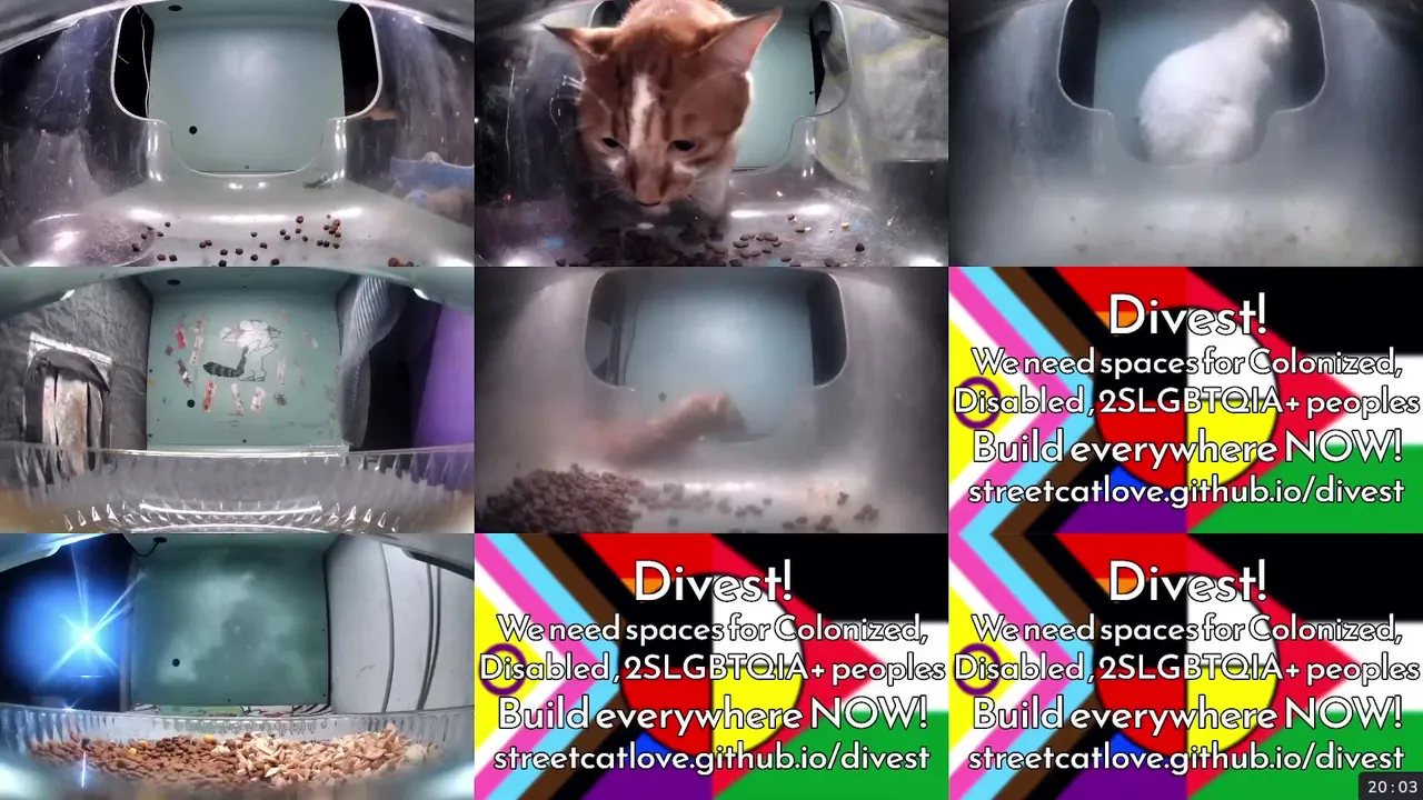 StreetCatLove