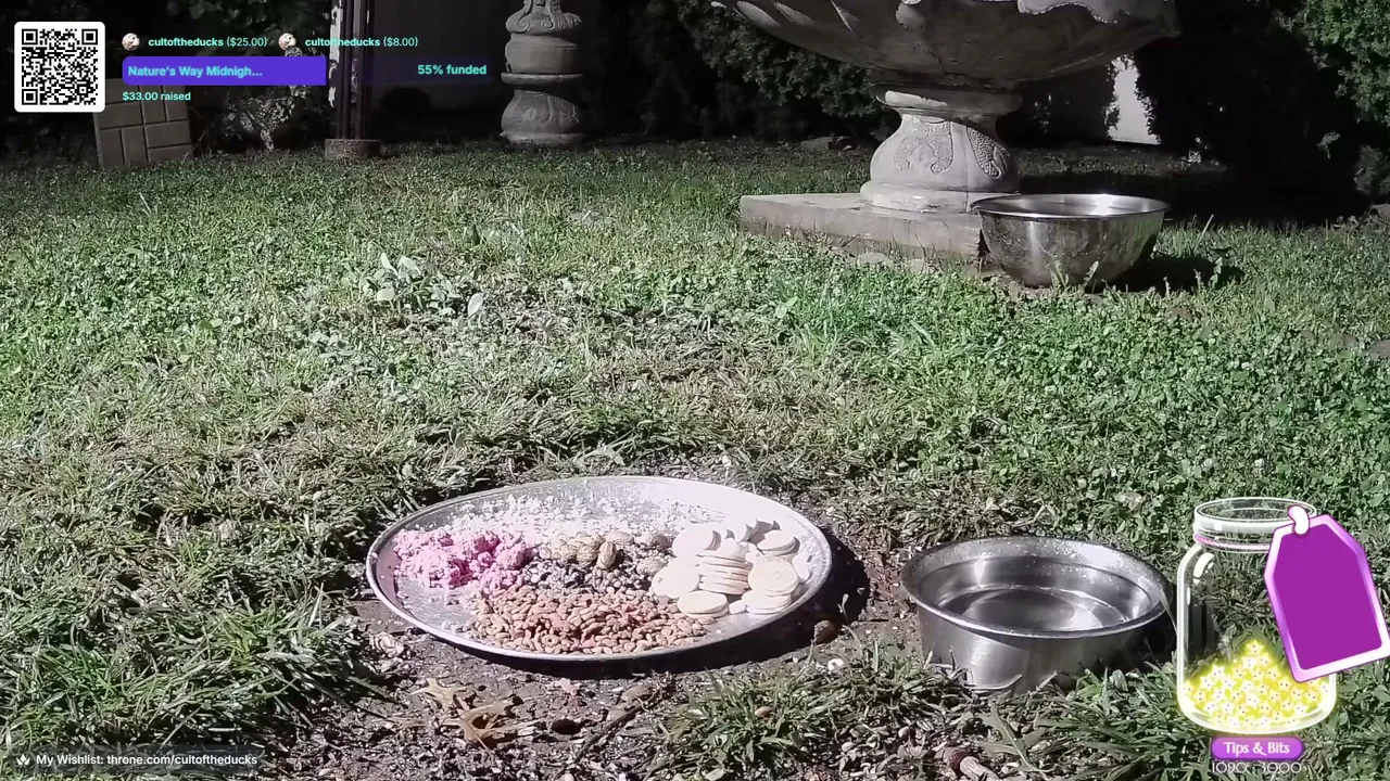 CultoftheDucks