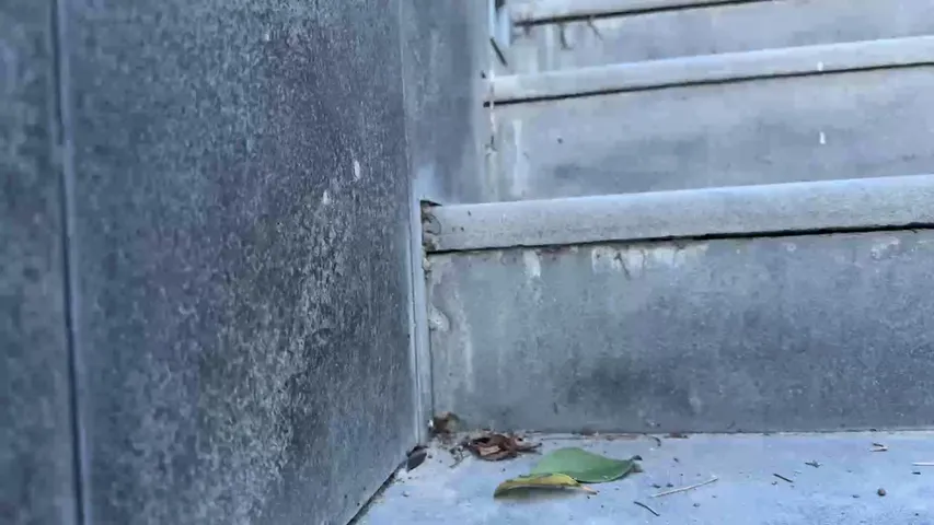 Olaysız Tarla başı Yayını