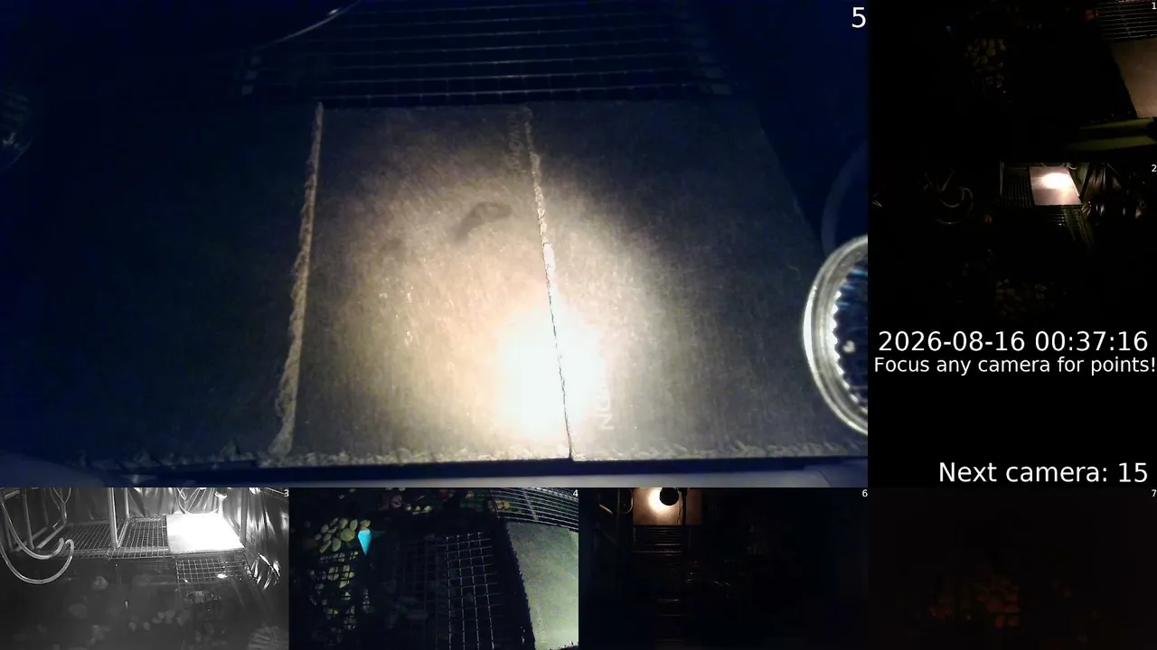 tutelcam live