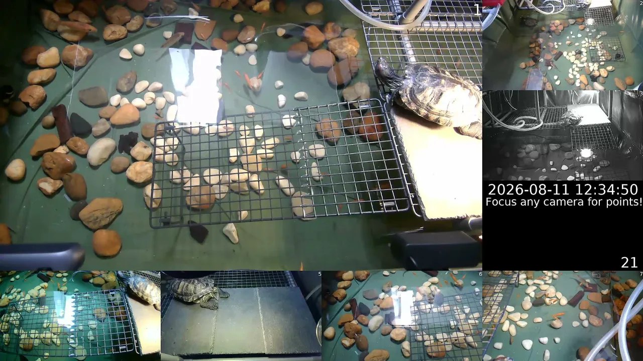 tutelcam live