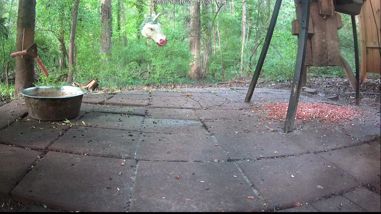 WildLifeCam live