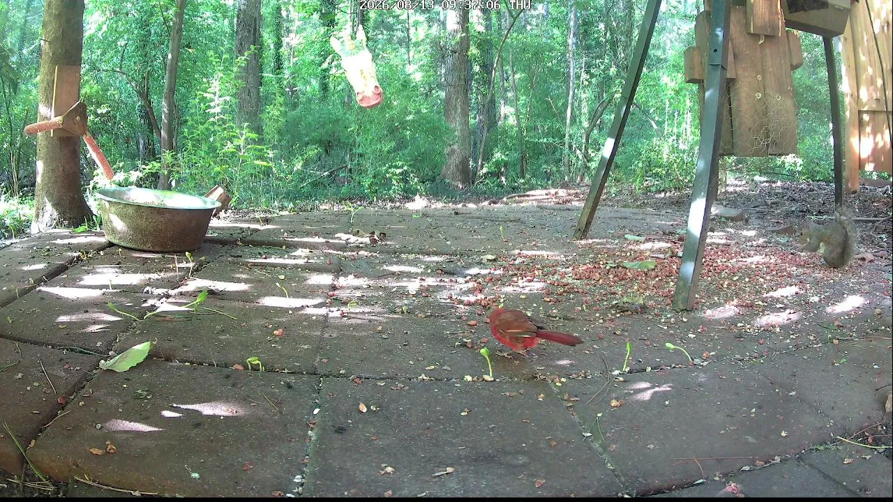 WildLifeCam live