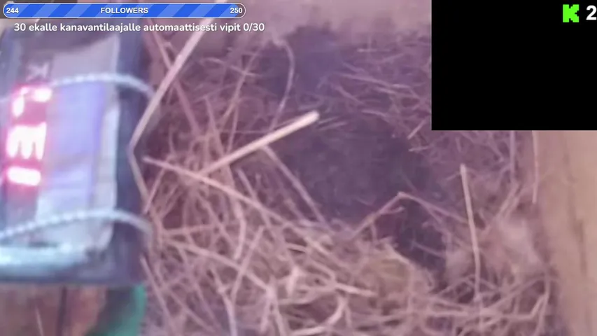 Linnunpöntön elämää