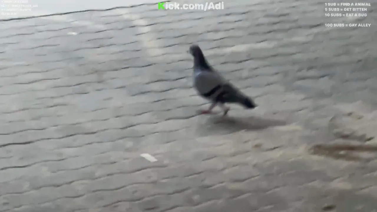 Adi live