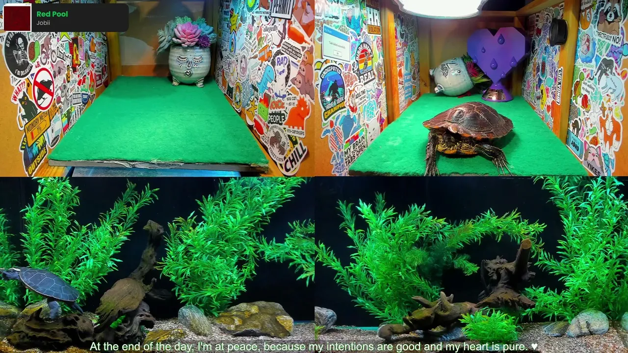 TurtlesAndChill