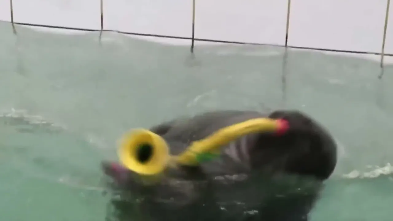 FlexingSeal