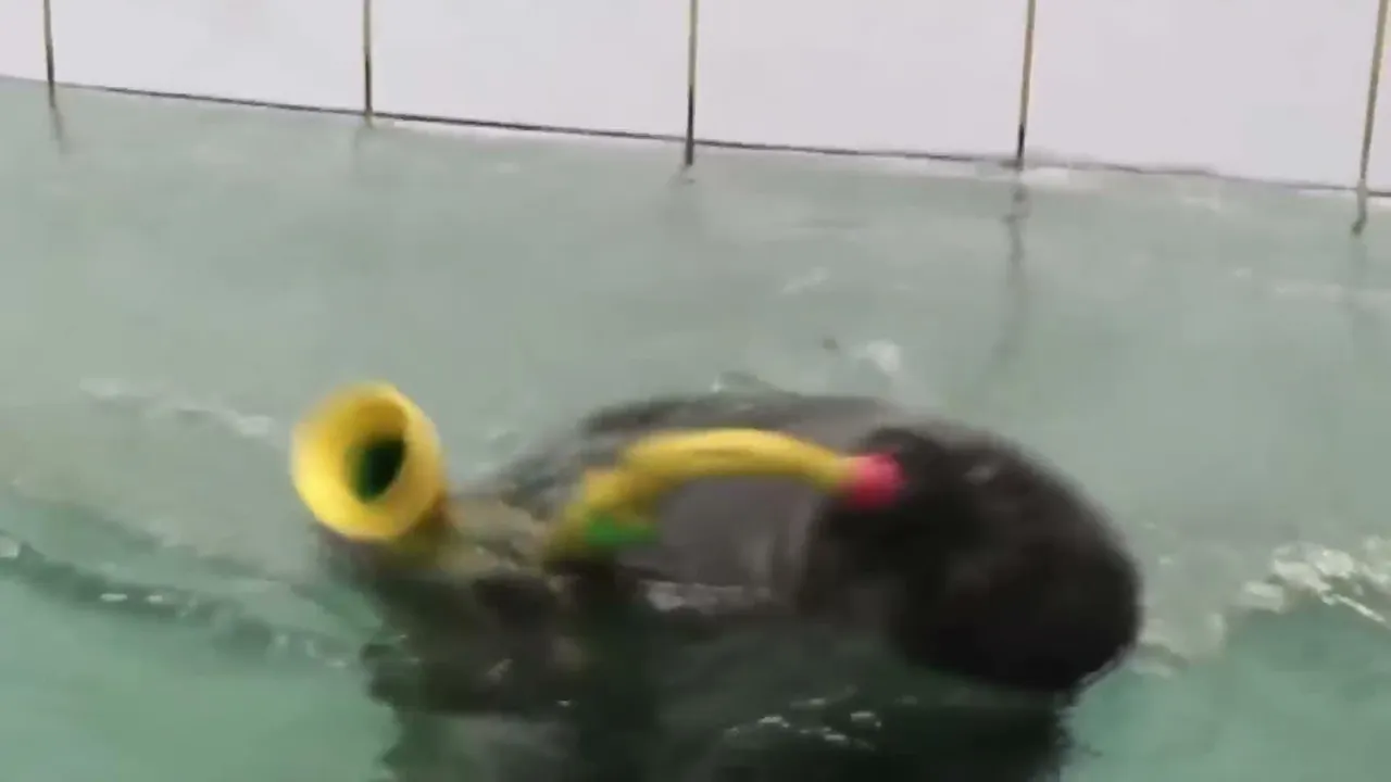FlexingSeal