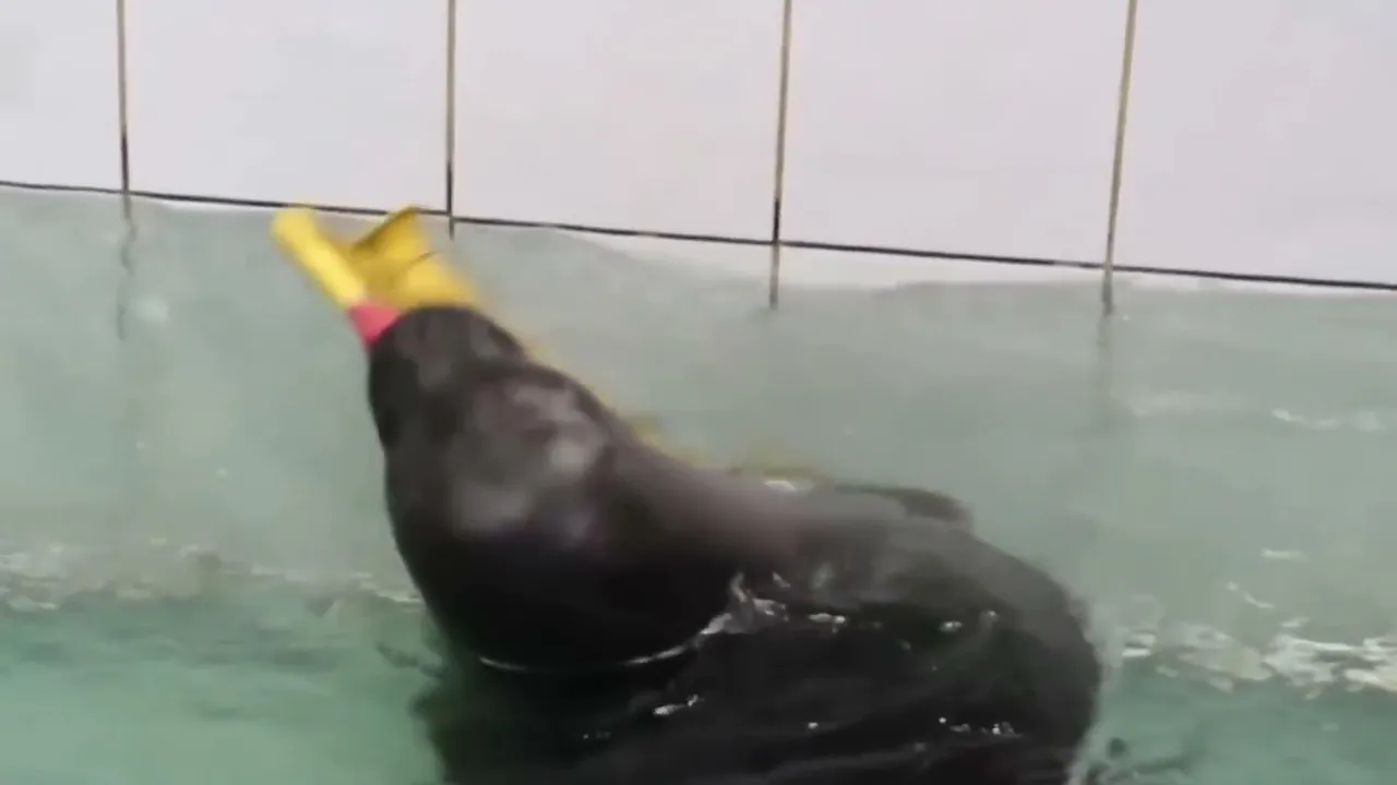 FlexingSeal