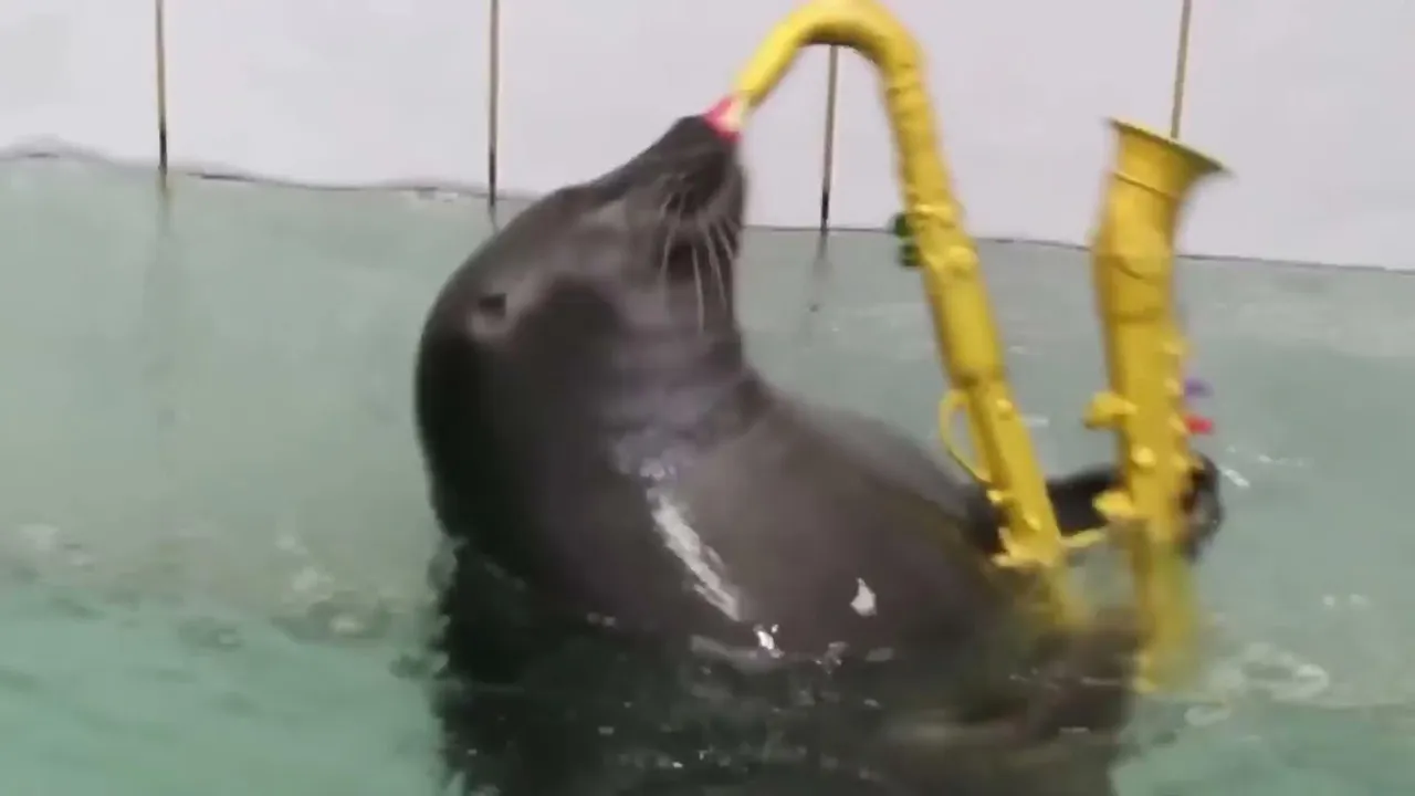 FlexingSeal