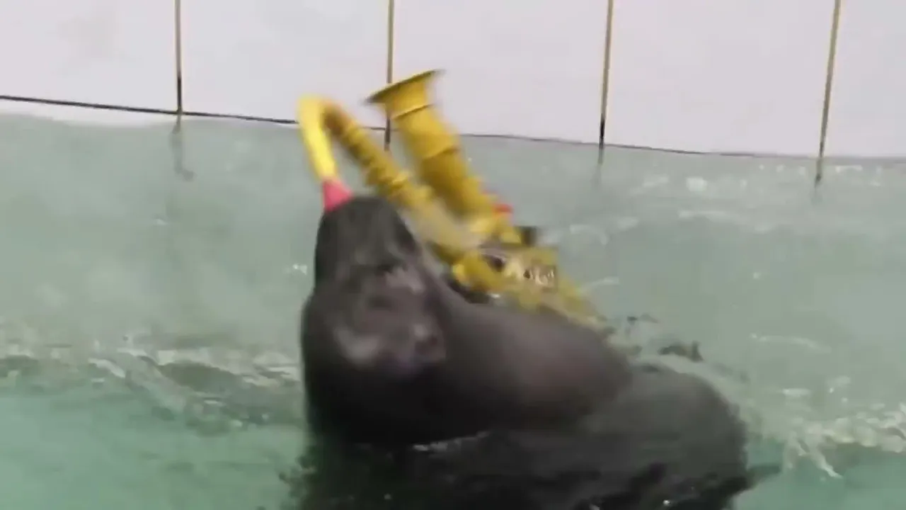FlexingSeal