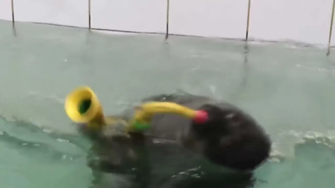 FlexingSeal